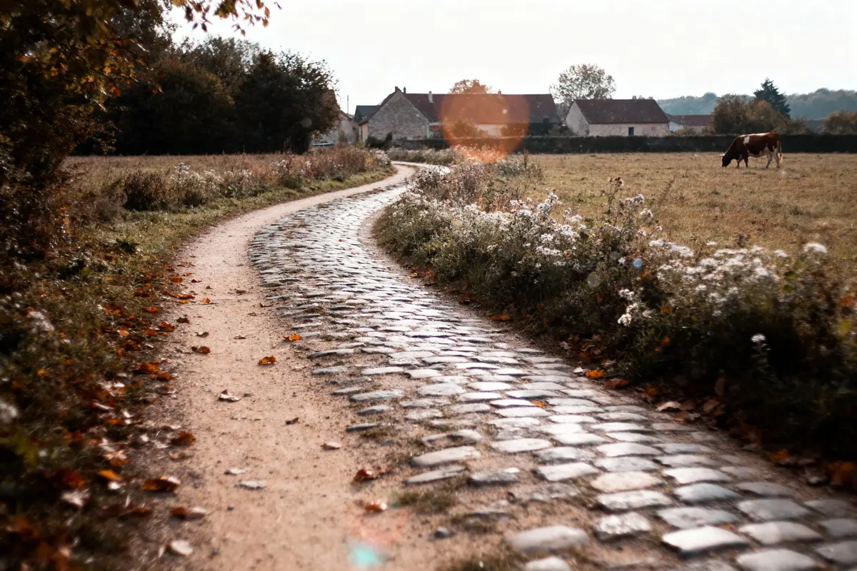 Chemin pavé sinueux bordé de fleurs blanches, champs, vaches, maisons et arbres automnaux à l'arrière-plan.