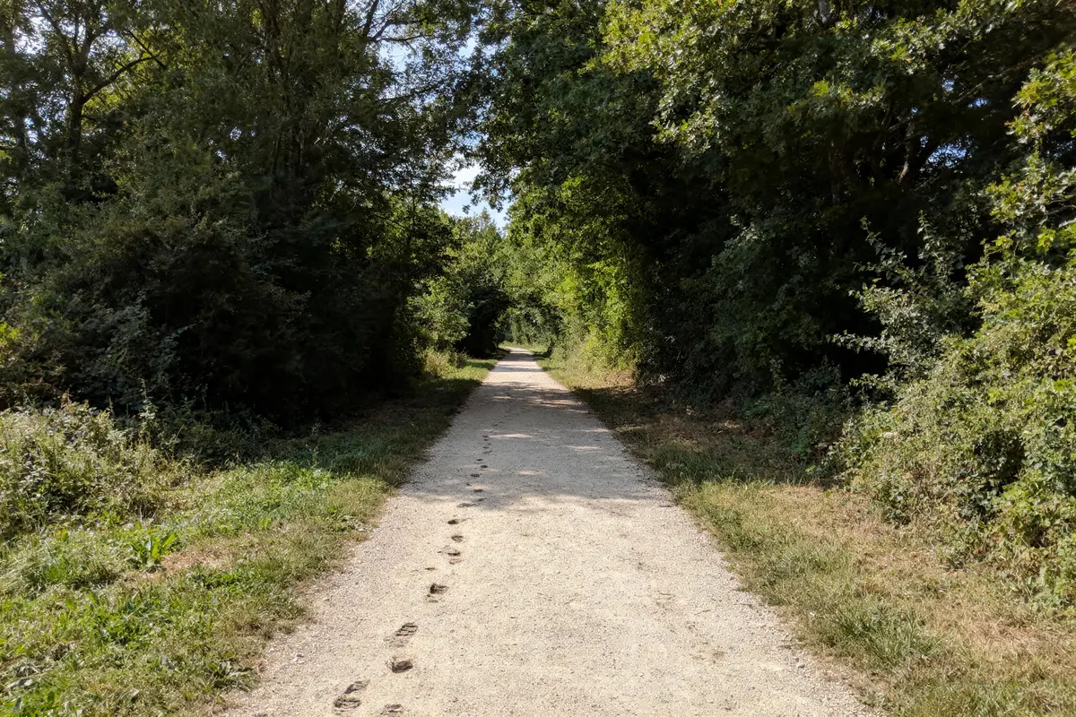 Sentier de terre bordé d'arbres, empreintes visibles, sous un ciel partiellement dégagé.
