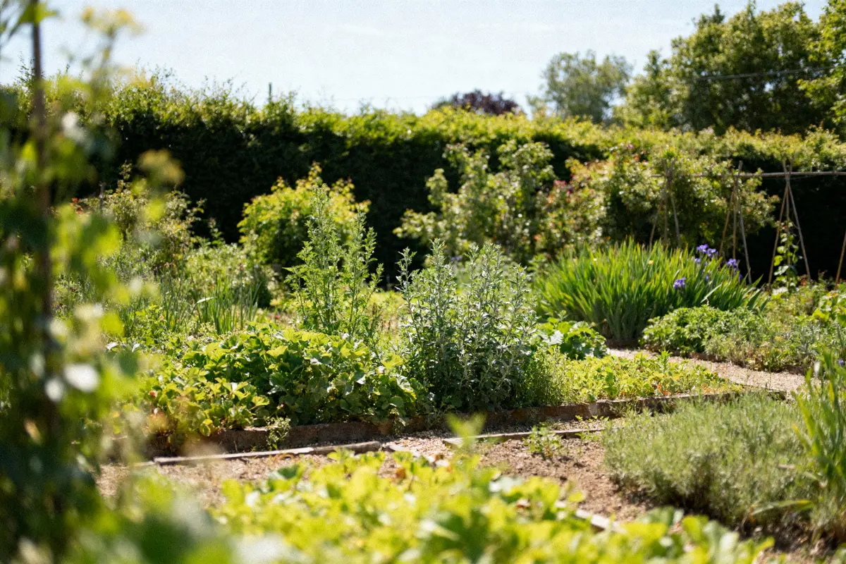 Jardin potager luxuriant sous le soleil, rempli de plantes vertes, entouré de buissons et d'arbres en arrière-plan.
