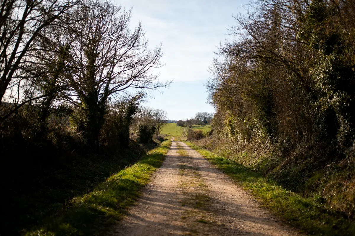 Chemin de terre entouré d'arbres nus et de broussailles sous un ciel clair. Paysage rural paisible.