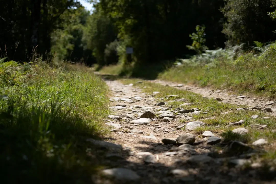 Chemin forestier ensoleillé, parfait pour marcher 20000 pas en km sur un sentier naturel
