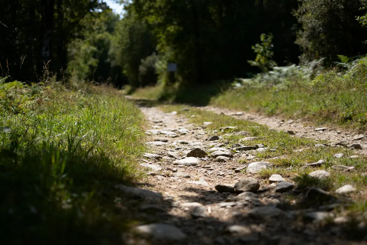 Chemin forestier ensoleillé, parfait pour marcher 20000 pas en km sur un sentier naturel