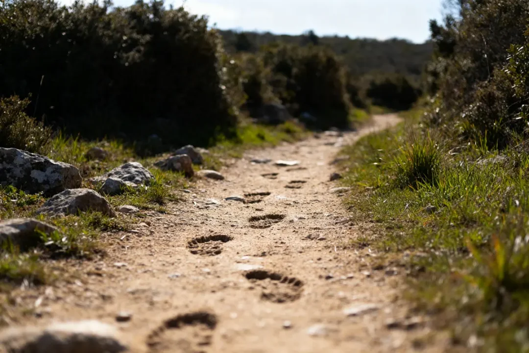 Sentier de randonnée avec empreintes, symbolisant 20000 pas en km dans la nature paisible