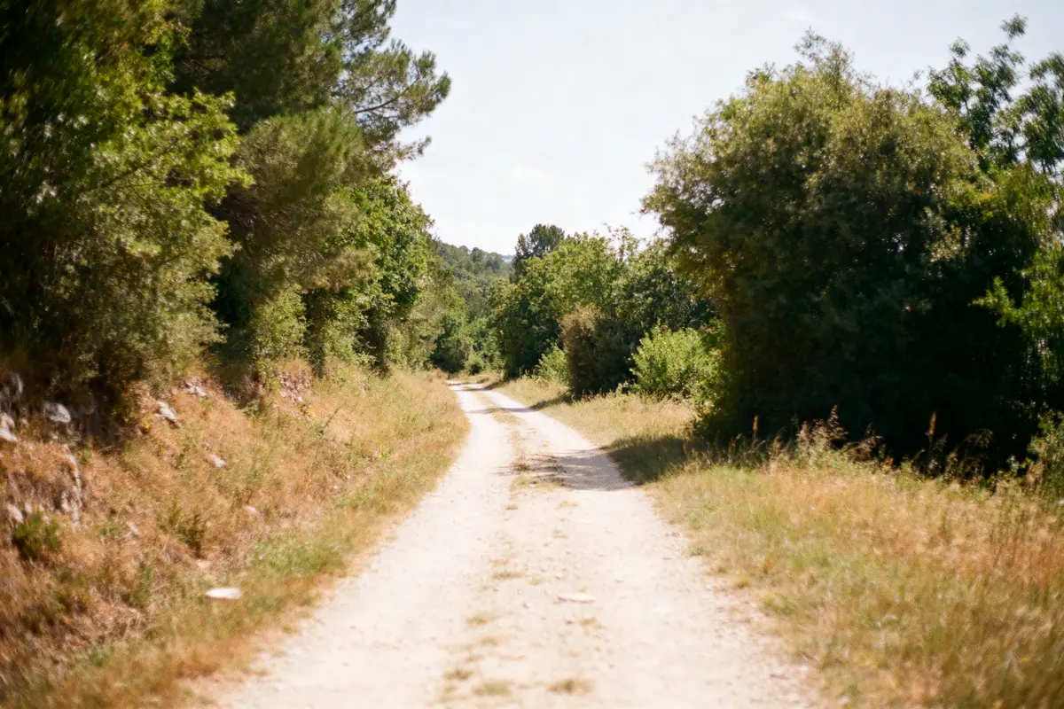Chemin forestier ensoleillé évoquant 20000 pas en km de marche paisible nature